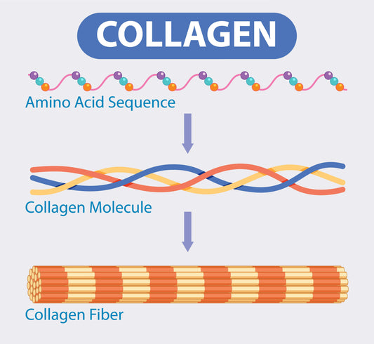 layers of collagen explained for guidance